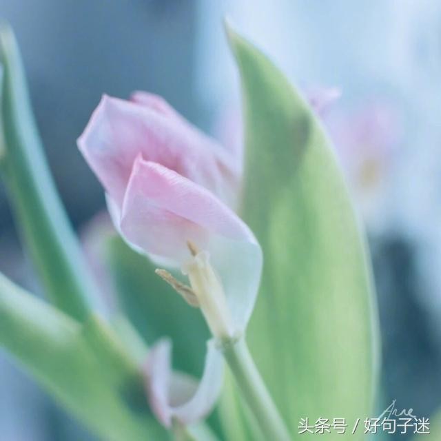 微信朋友圈最走心的爱情语录短句网络很流行很火！